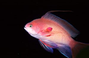 red sea eilat- aqatica 90 with 105mm lens. by shmulik blum 